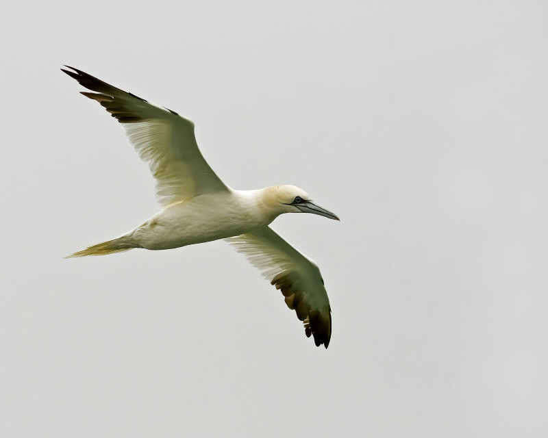 recent_birds