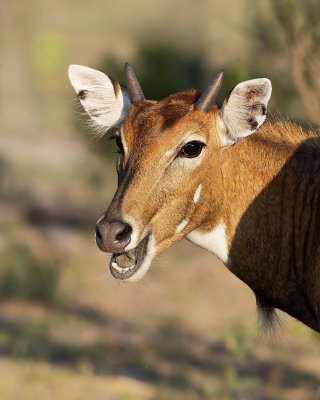 nilgai