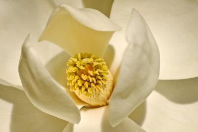 Magnolia, close-up