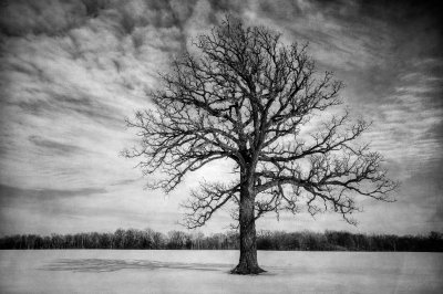 Oak tree, winter