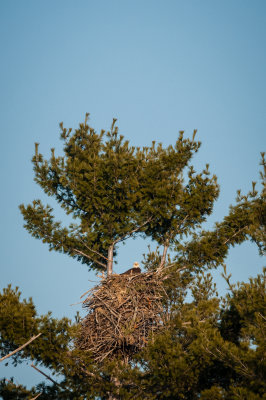 a huge eagle's nest