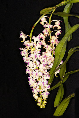 Aerides lawrenciae