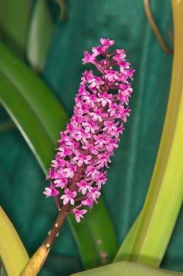 Arpophyllum gigantea