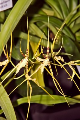 Brassia Weideman