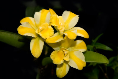 Blc. (Blc. Hawaiian Passion x Bic. Sakurahime) 'Paradise'