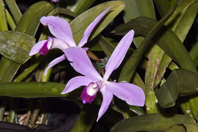 Blc. Bryce Canyon 'Splendiferaus' AM/AOS