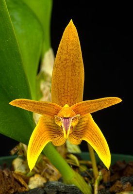 Bulbophyllum Style Orchids