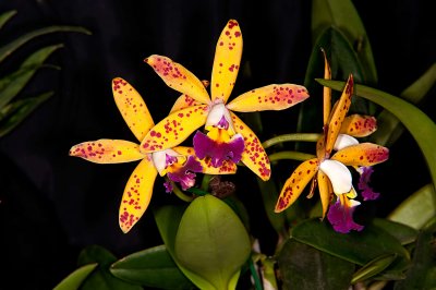 Lc.Tropical Pointer 'Cheetah'