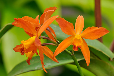 Sic. Aloha Apricot 'Waunakee'