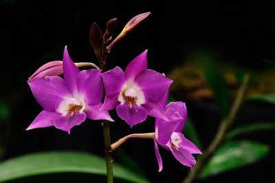 Cookara Tropical Snowflake (Dial. Snowflake x Ctna. Keith Roth)