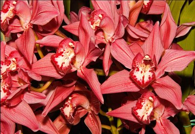 Cymbidium Magic Carpet 'Gem'