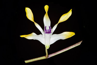 Den. (canaliculatum x canaliculatum 'Yellow Imp')