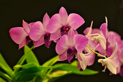 Dendrobium Style Orchids