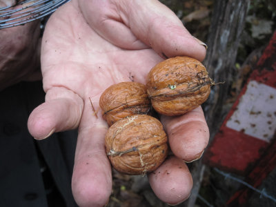 Collecting Walnuts (2)