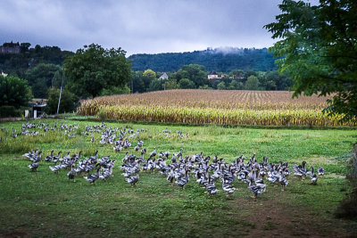Geese in the Field