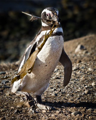 Patagonia