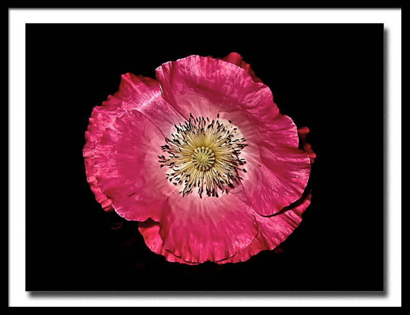 pretty pink poppy...