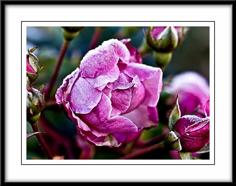 frosty pink roses...
