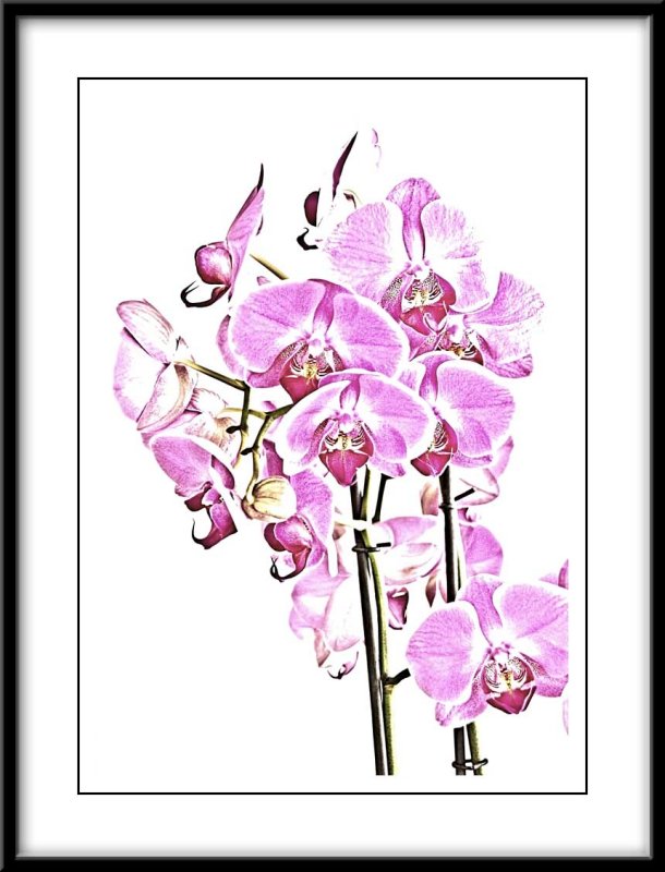 Pink orchids....