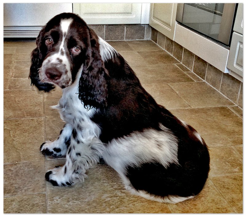 Charlie waiting for a treat...