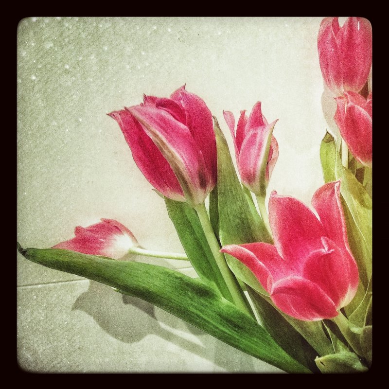Textured tulips....