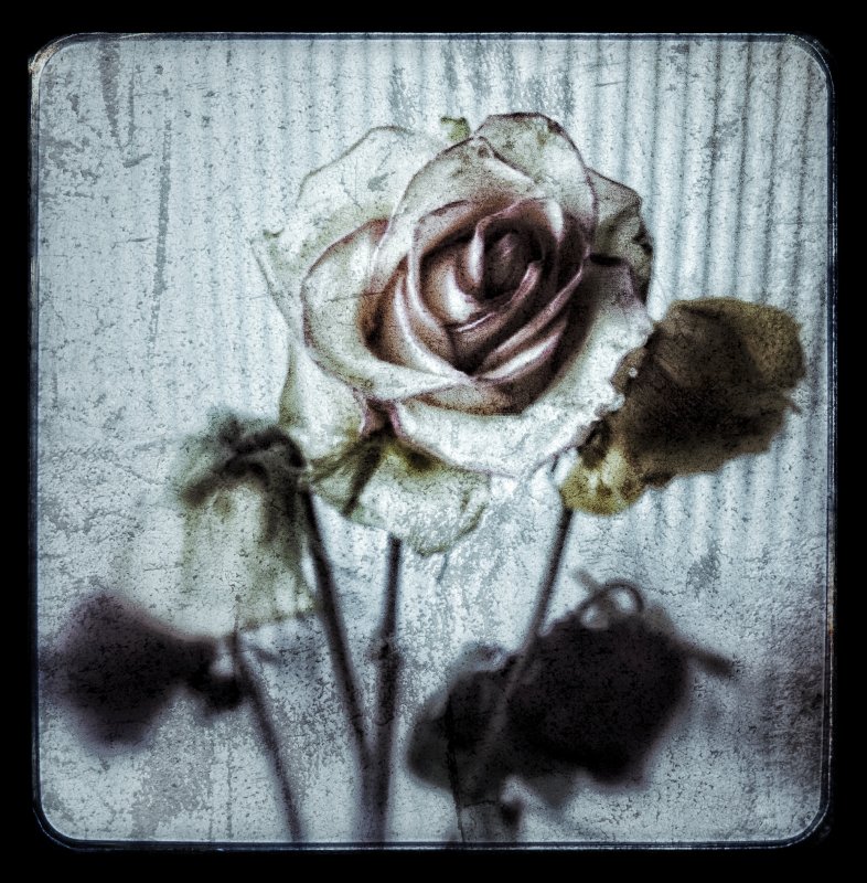 Faded roses...