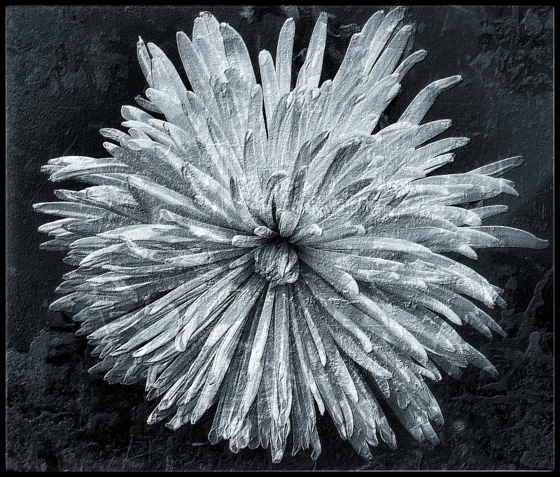 White chrysanthemum ....