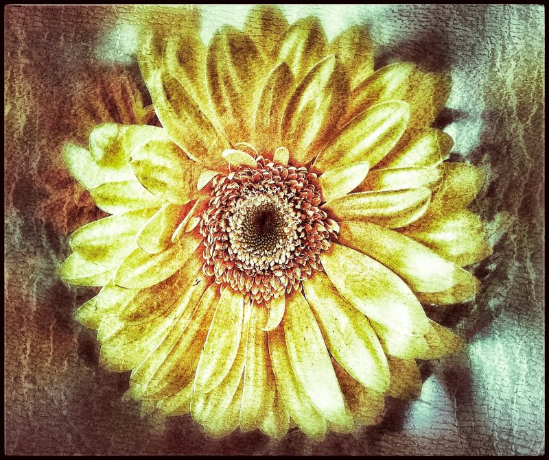 Textured gerbera...