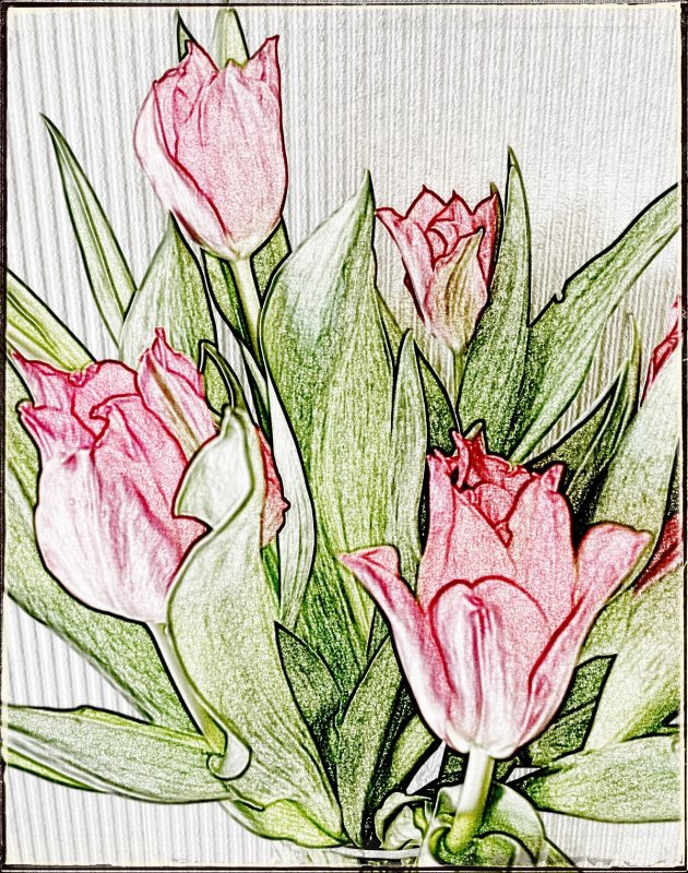 Tulip sketch....