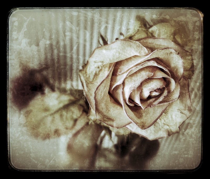 Faded grunge rose...