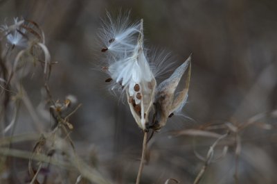 Low Milkweed