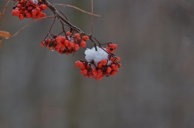 Winter Fruit