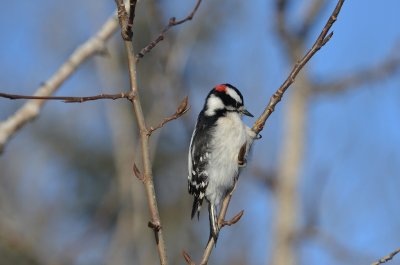 D__Woodpecker
