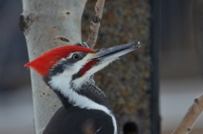 P__Woodpecker