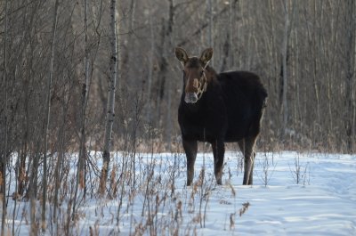 Miquelon Moose
