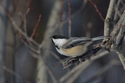 B.C__Chickadee