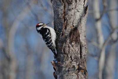 D__Woodpecker