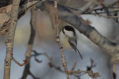 B.C__Chickadee