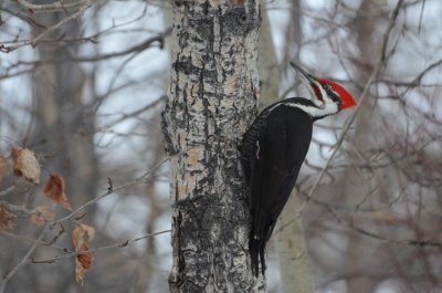 Pileated Woody