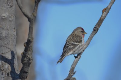 redpolls