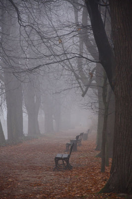 Alley in Park disappearing in fog