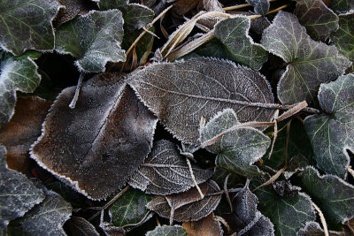 Frosty plants on the morning