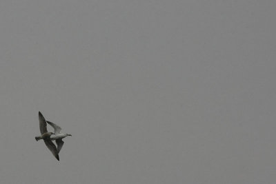 Flying gulls
