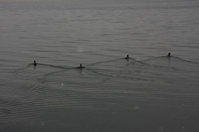 Quartet of ducks