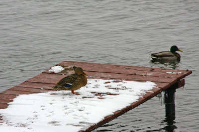 Checking on lookout for spring