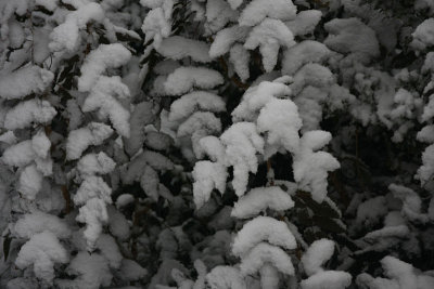Mahonia under the snow