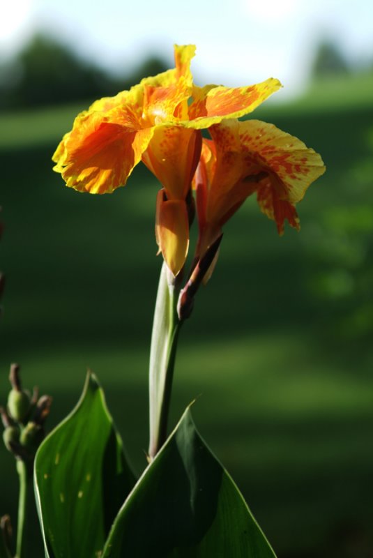 basking