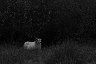 Sheep - Schaap