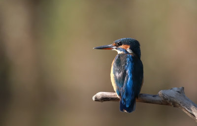 Kingfisher