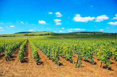 Côte-d'Or Wineyards